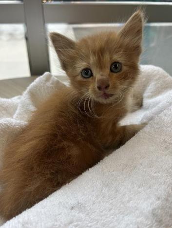 Cheeto