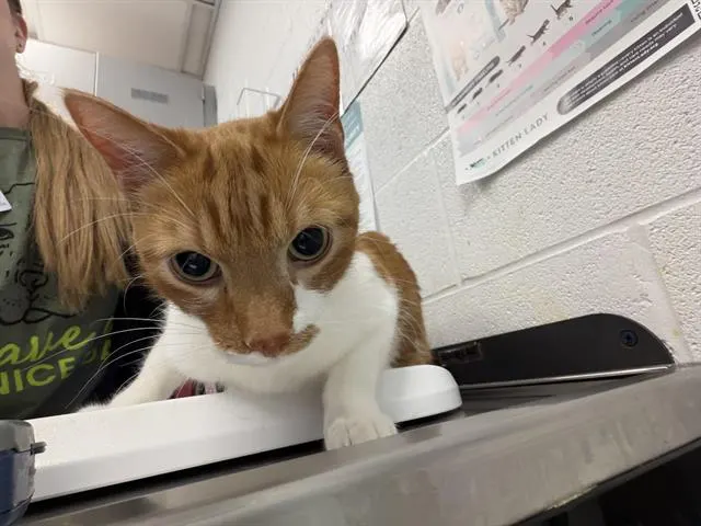 Pablo