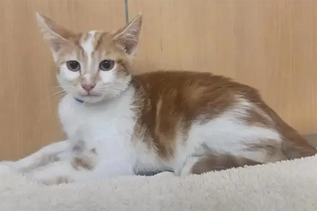 Peanut