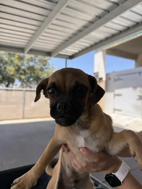Adoptable Dog