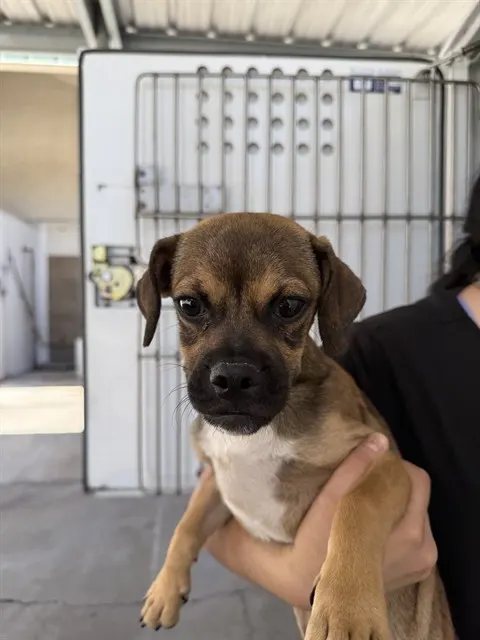 Adoptable Dog