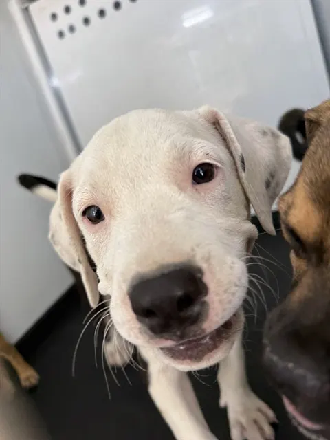 Adoptable Dog