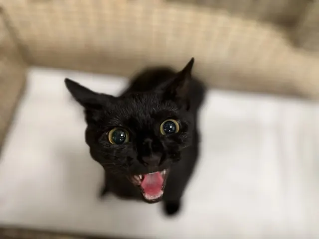 Kayda