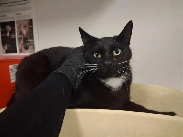 Alfred