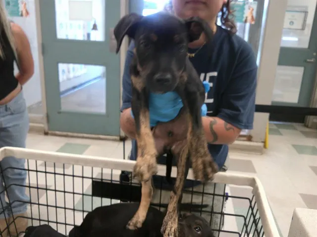 Adoptable Dog
