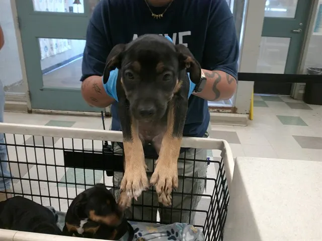 Adoptable Dog