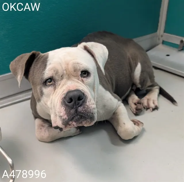 Adoptable Dog