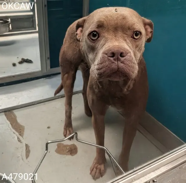 Adoptable Dog