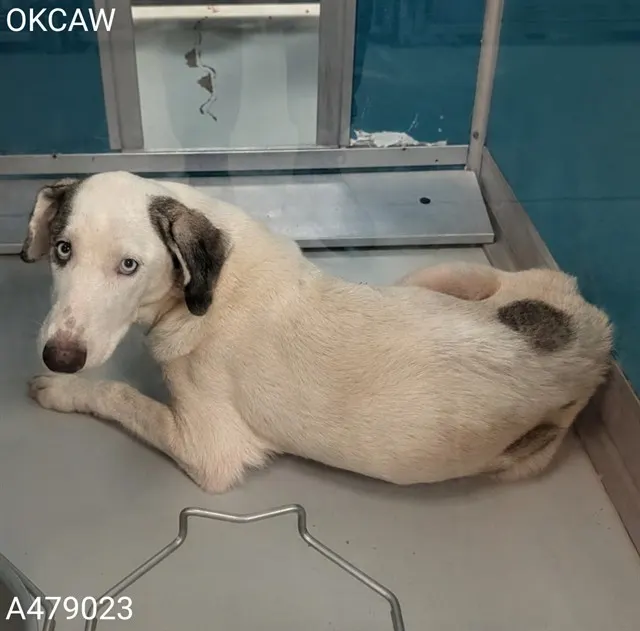 Adoptable Dog