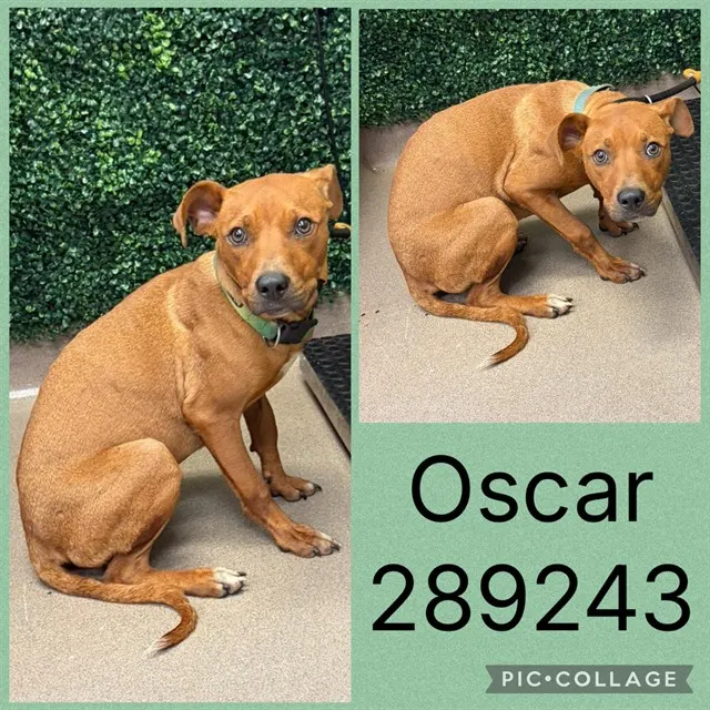 Oscar