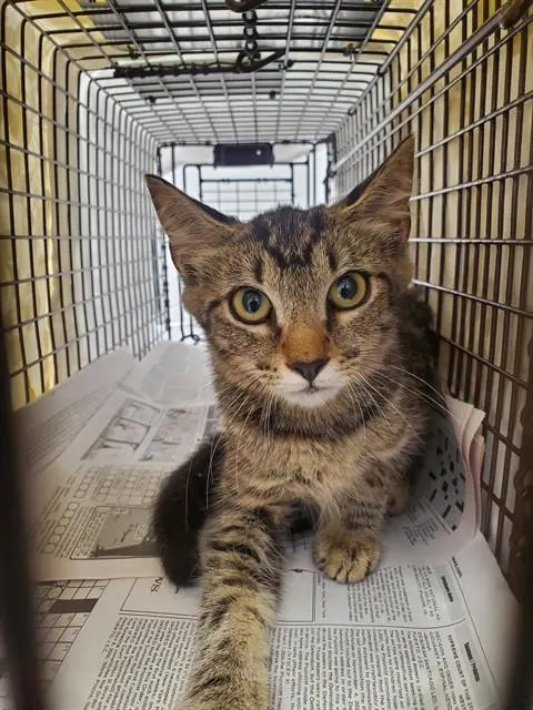 Adoptable Cat