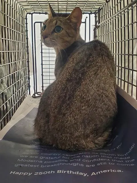 Adoptable Cat