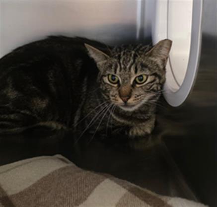 Adoptable Cat