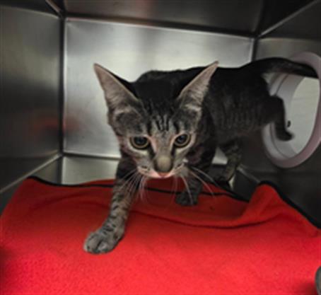 Adoptable Cat