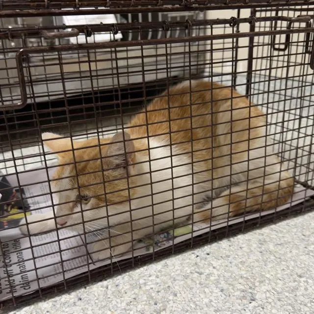 Adoptable Cat