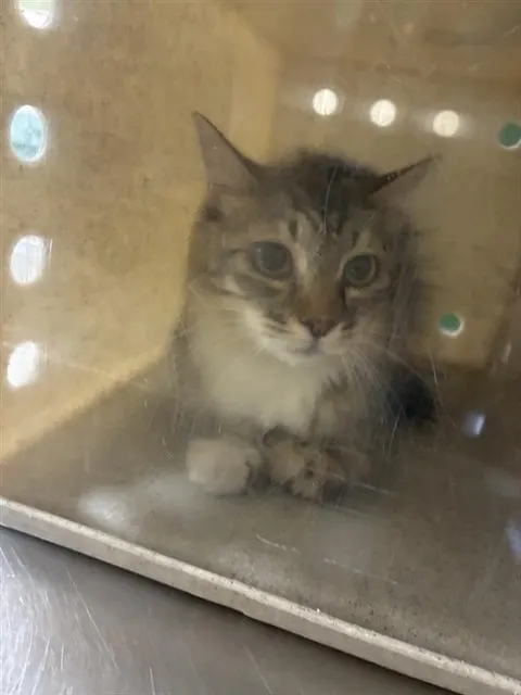 Adoptable Cat