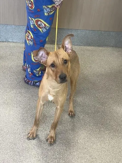 Adoptable Dog