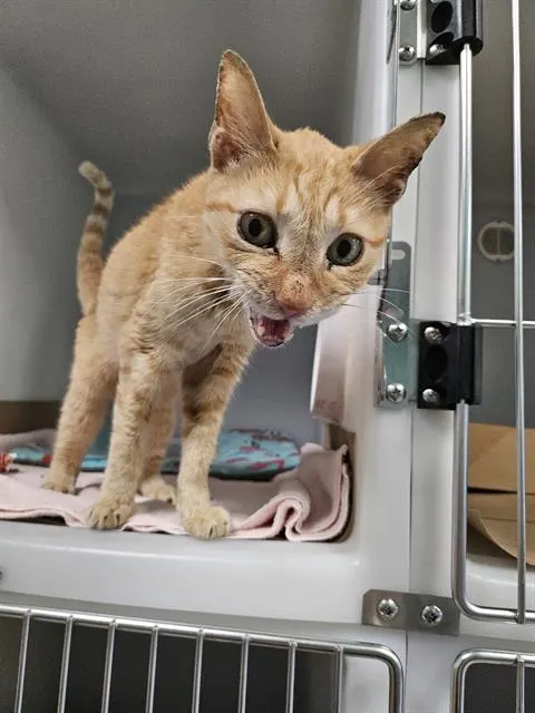 Adoptable Cat