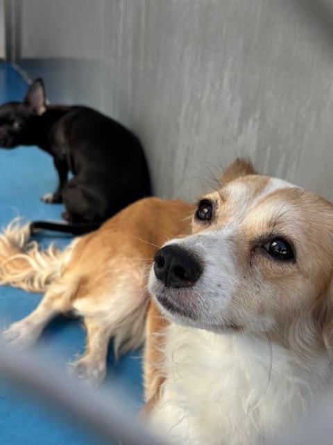 Adoptable Dog