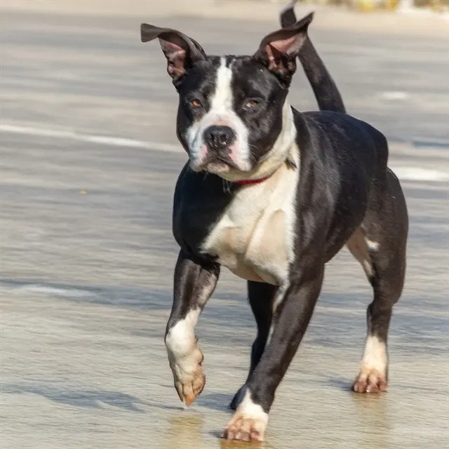Max