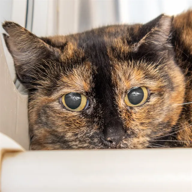 Penelope