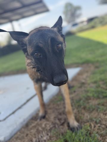 Melani