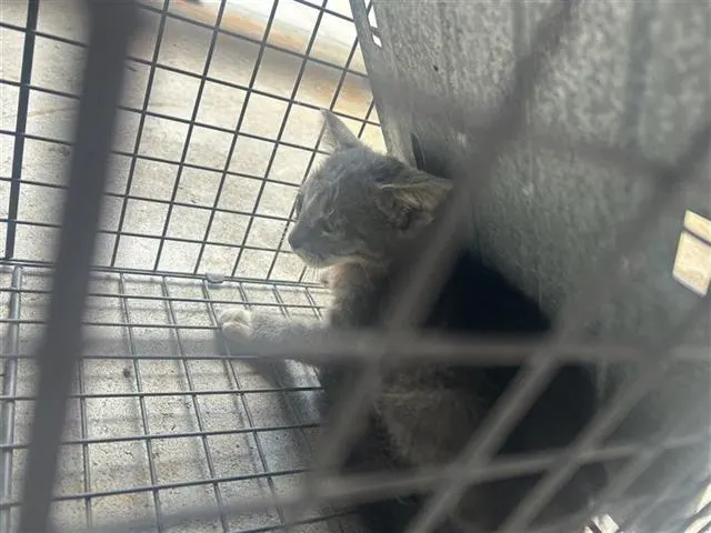 Adoptable Cat