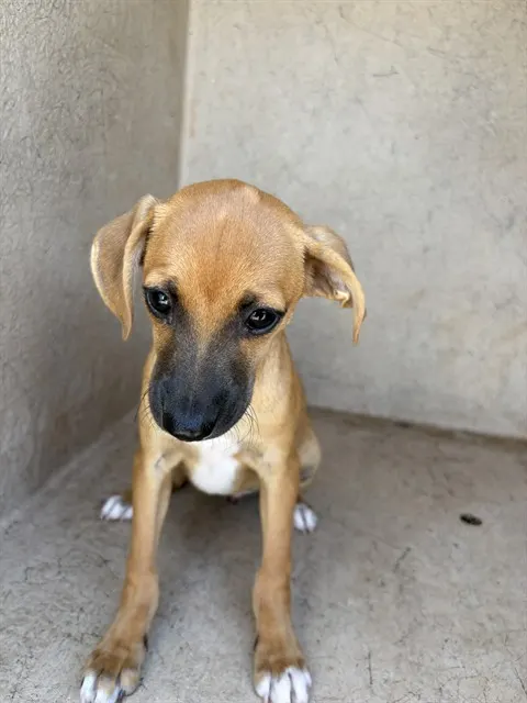 Adoptable Dog