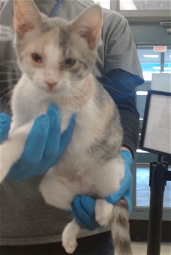 Adoptable Cat