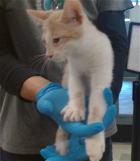 Adoptable Cat