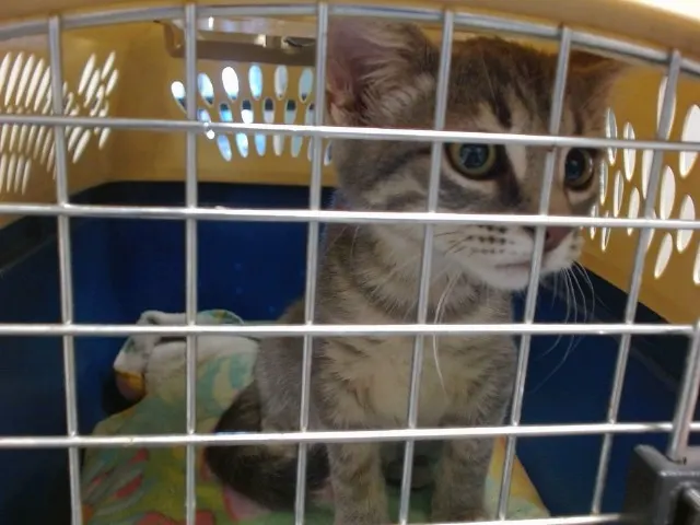 Adoptable Cat