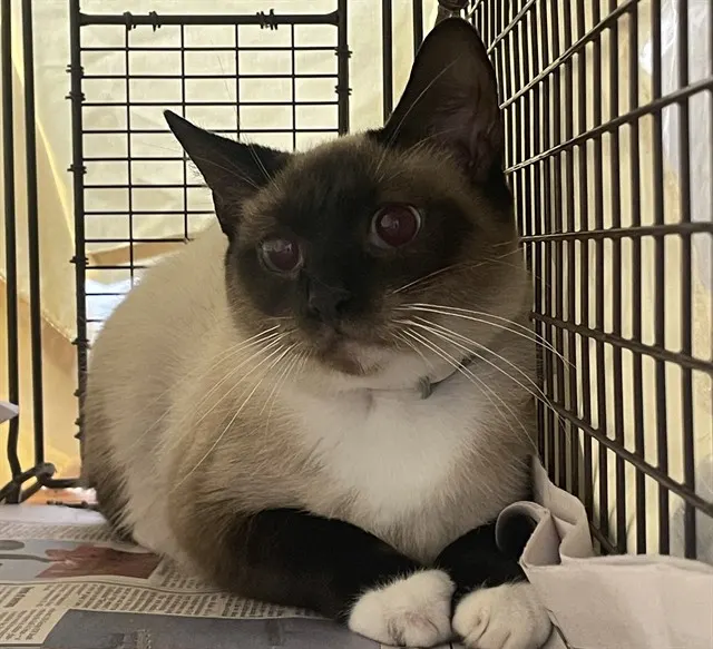Adoptable Cat