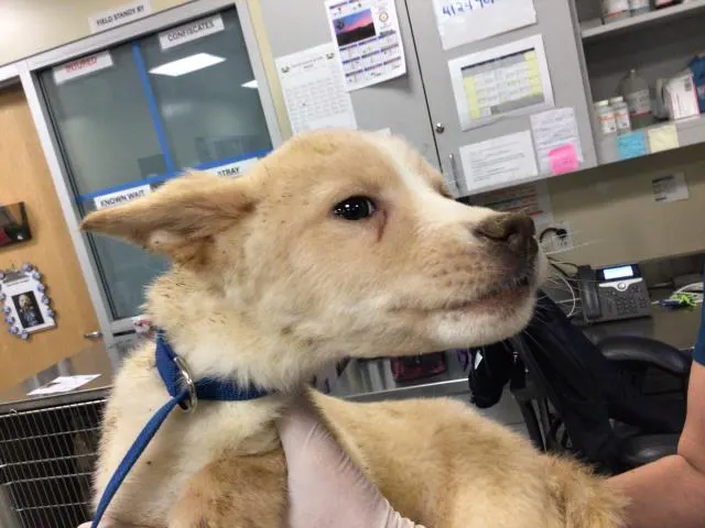 Adoptable Dog