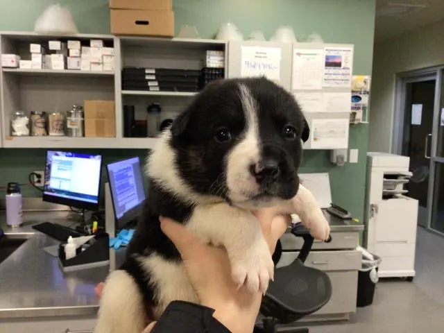 Adoptable Dog
