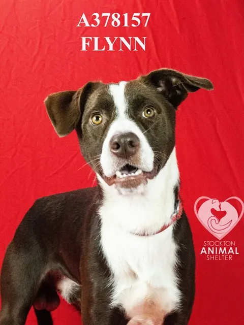 Flynn