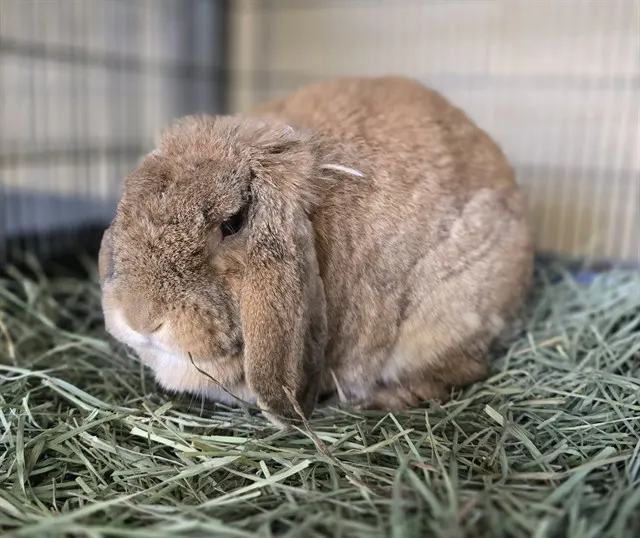 Lupita