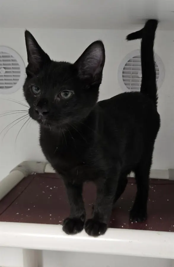 Bagheera