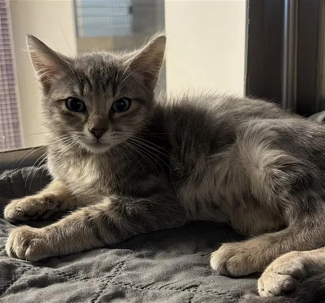 Adoptable Cat
