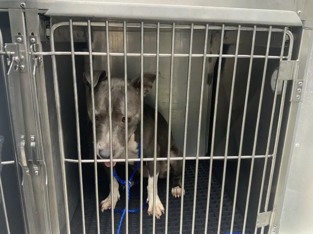 Adoptable Dog
