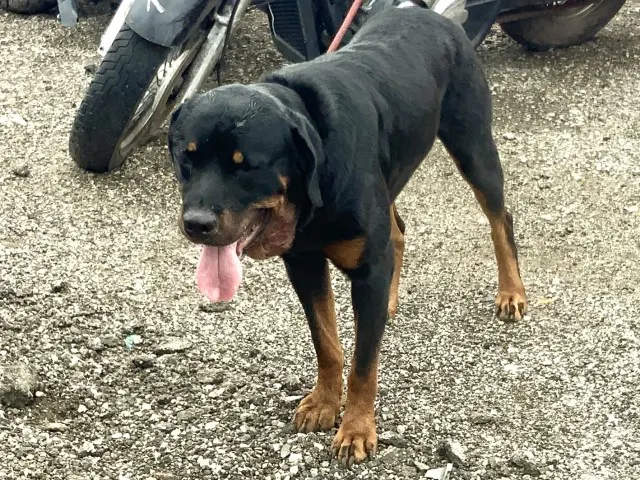 Adoptable Dog
