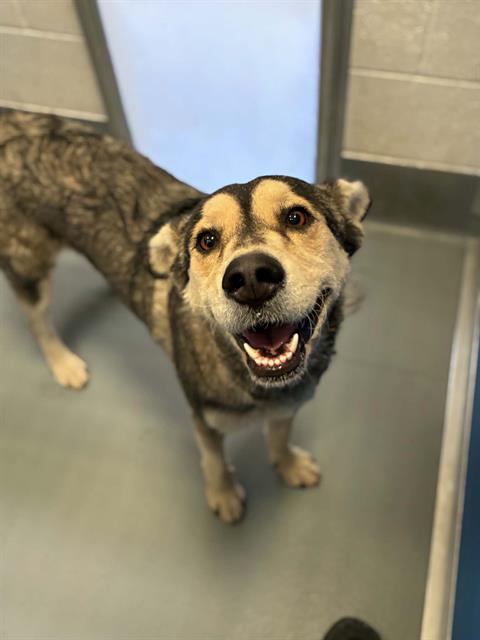 Adoptable Dog