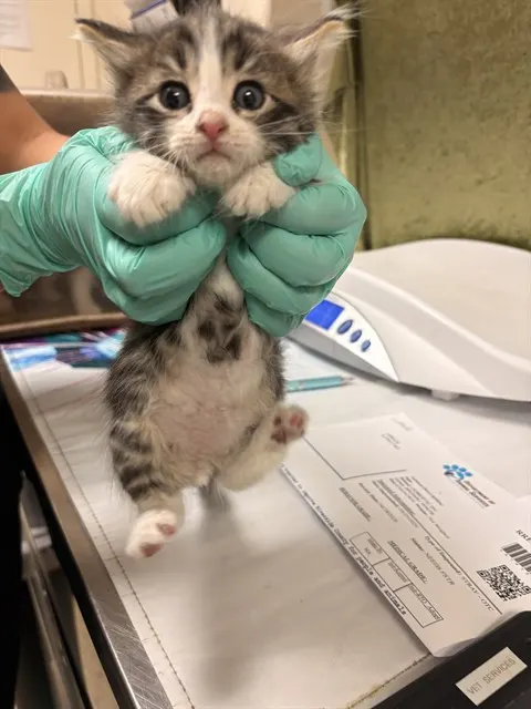 Luka