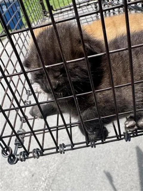 Adoptable Cat