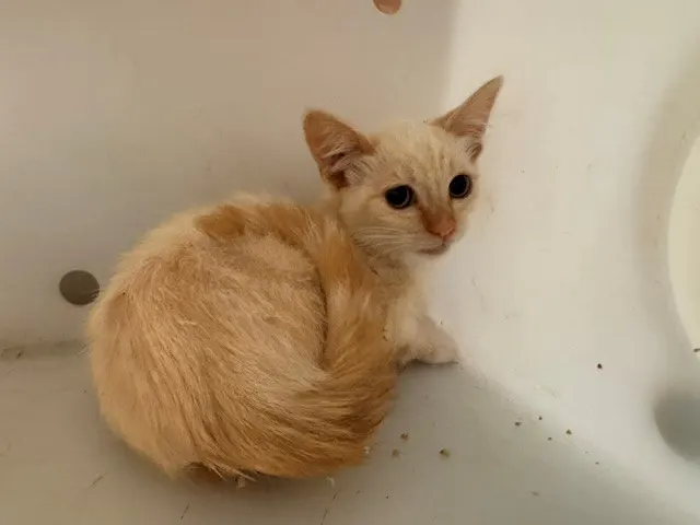 Creamsicle