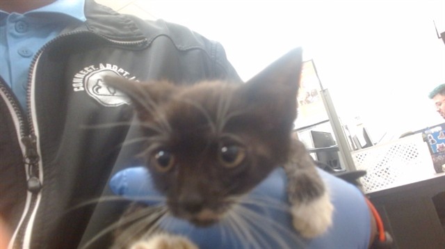 Harley