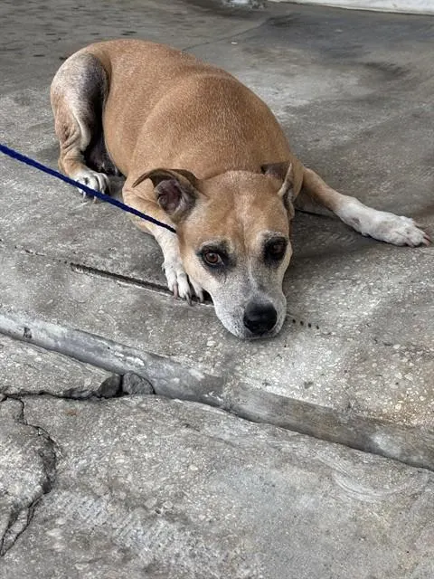 Daisy