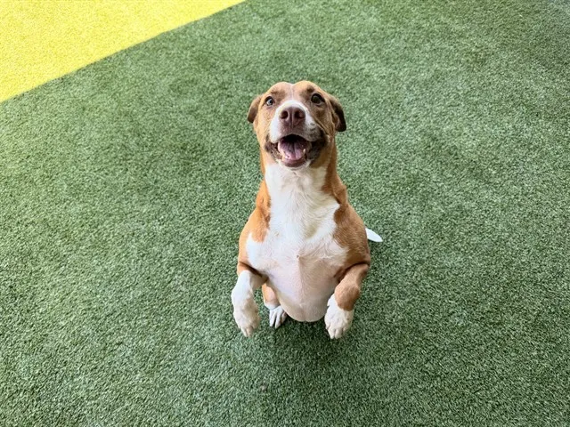Rosie