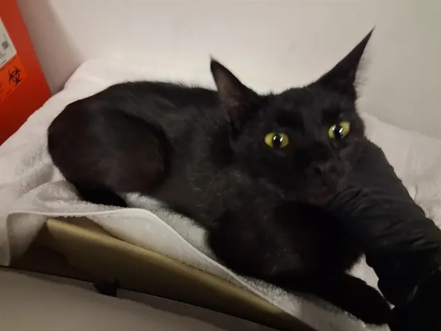 Adoptable Cat