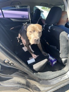 Adoptable Dog