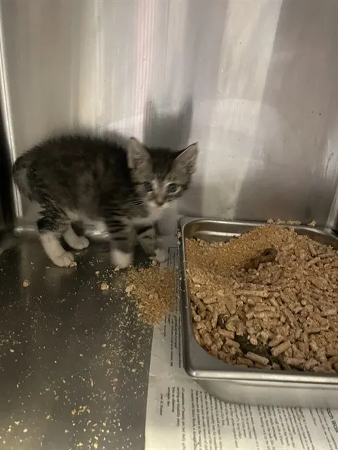 Timmy Two Toes